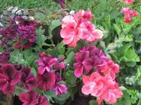006.webp