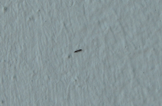 Käfer 1.webp