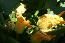 Zucchini 21.07.13.webp