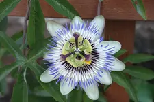 Passionsblume 21.07.13.webp