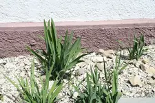 Gartenyucca 21.07.13.webp
