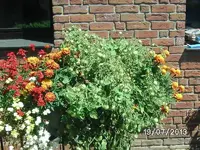 k-Gartenperle rosa.webp
