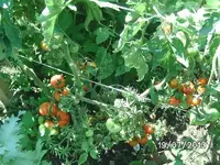 k-Tomaten.webp