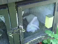 k-Kaninchen.webp