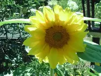 k-Sonnenblume.webp