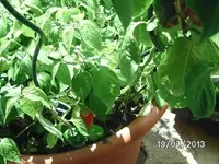 k-Rocotto (2).webp