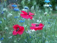 001.webp