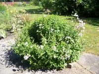 002.webp