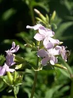 004.webp