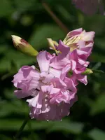 006.webp