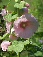 033.webp