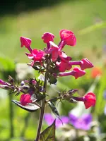 Flammblume.webp