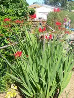 Montbretia Fireglow.webp