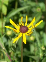 Rudbekia Goldsturm.webp