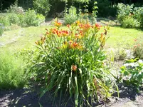 Shola.webp