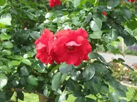 008.webp