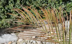 Palme2.webp