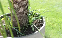 Palme3.webp