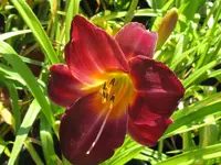 all american plum_1024x768.webp