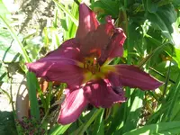 hildegard_1024x768.webp