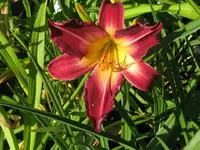 lake norman spider_1024x768.webp