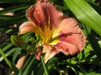 point of divergance_1024x768.webp