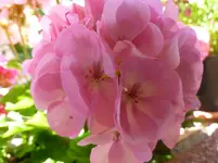 P1070740.webp