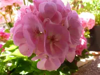P1070744.webp