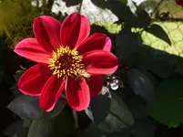 P1070733.webp