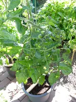 SAM_1022.webp