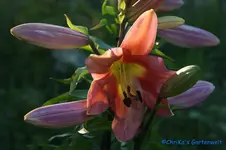 Tree-Lilie,LAVON,.webp