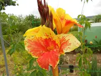 canna 001.webp