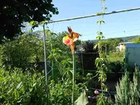 canna 002.webp
