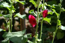 DSC_7477.2.webp