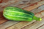 die erste BushBaby_Zucchini_1024.jpg