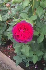 AstridGvH.webp