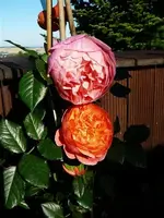 SummerSong.webp