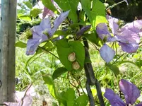 CIMG8136.webp