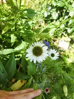 CIMG8185.webp
