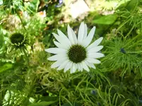 CIMG8187.webp