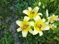CIMG8150.webp