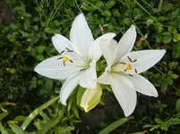 CIMG8140.webp