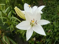 CIMG8141.webp