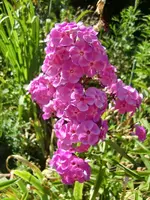 CIMG8139.webp