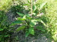 CIMG8194.webp