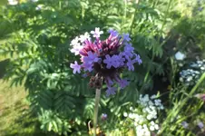 2013_0721Sommer0010.webp