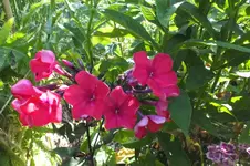 2013_0721Sommer0018 phlox  -.webp