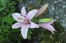 2013_0721Sommer0027.webp