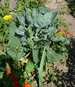 Rosenkohl2.webp