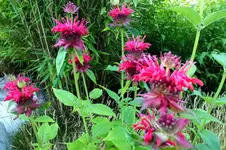 2013_0721Sommer0028 monarde ,.webp